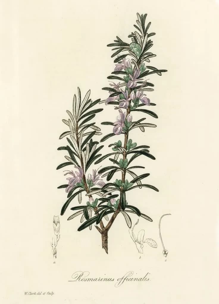 Rosmarinus officinalis — lámina botánica vintage de romero
