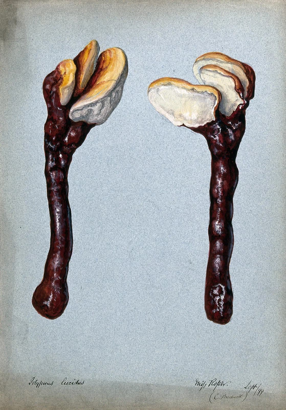 Ganoderma lucidum (Reishi) — acuarela botánica de 1899