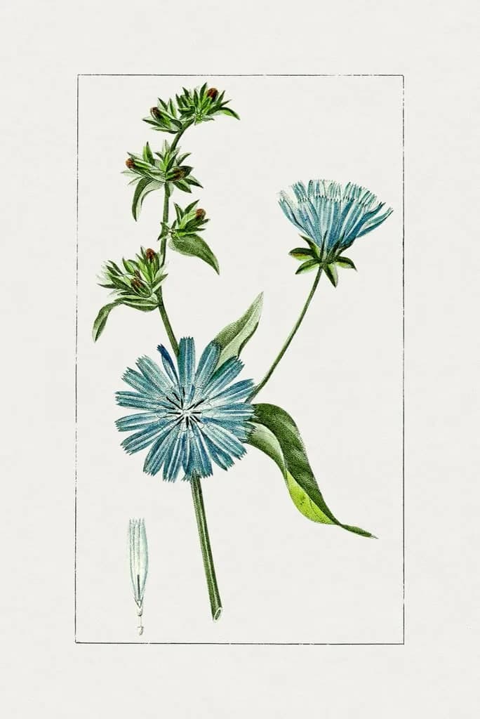 Achicoria (Cichorium intybus), fuente natural de inulina — lámina botánica
