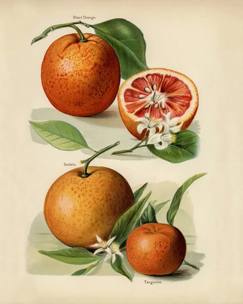 Naranjas — lámina frutal vintage, fuente de vitamina C